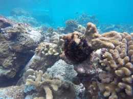Terumbu karang (dok pribadi)