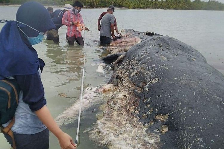 Tim gabungan tengah mengukur panjang bangkai paus di Perairan Wakatobi. Foto istimewa