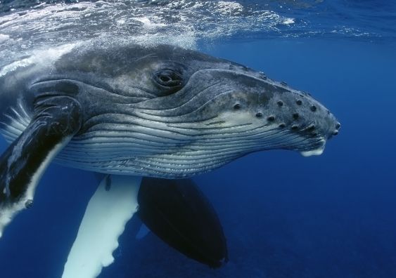 Gambar 2. Humpback Whales [Sumber: University of New South Wales, 2016: 1)