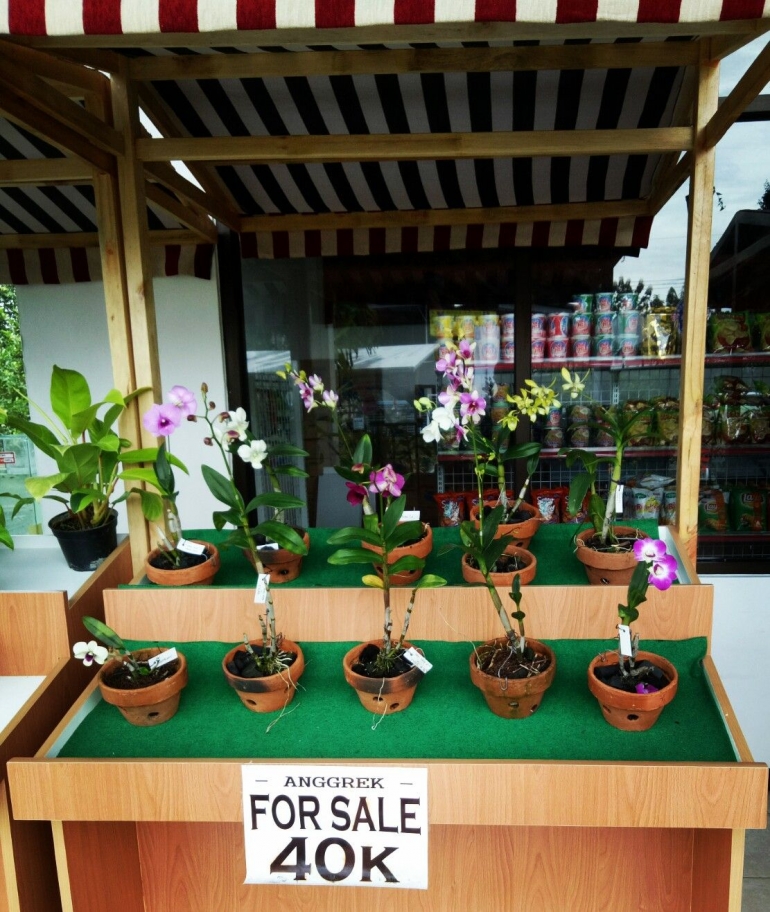 Koleksi anggrek Botani Mart/Dokpri