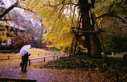 Pohon Ichou yang usianya sudah ratusan tahun (Dokumentasi Pribadi | OlympusXA on Fuji Superia400)