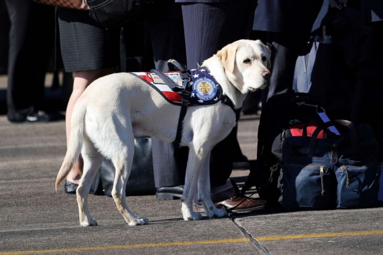 Kehadiran Sully menjadi bagian dari prosesi pemakaman kenegaraan Bush. Photo:David J. Phillip, Pool/AP