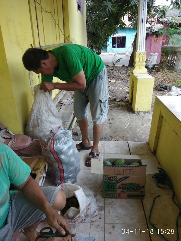 packing buah mangga untuk keluar kota (dokpri)