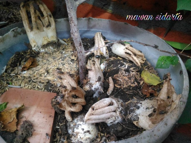 Penampakan jamur bangkai di dalam pot tanaman kami (Dokpri)