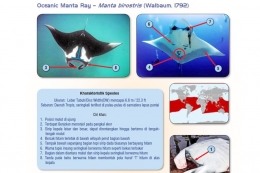 Gambar 2. Karakteristik Jenis dari Oceanic Manta Ray atau Manta birostris (Sumber : Sadili et al, 2014)