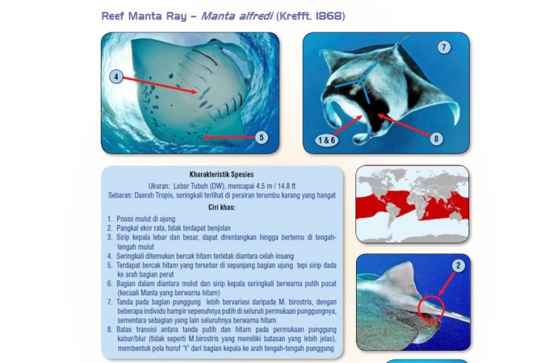 Gambar 3. Karakteristik Reef Manta Ray atau Manta alfredi (Sumber : Sadili et al, 2014)