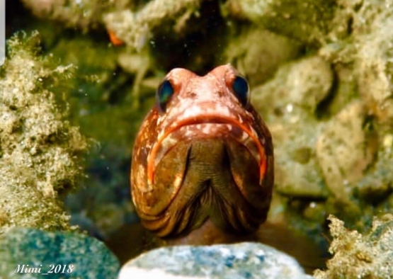 Blenny Fish - Salam dari Biota Laut Imut-imut Laha, Teluk Ambon