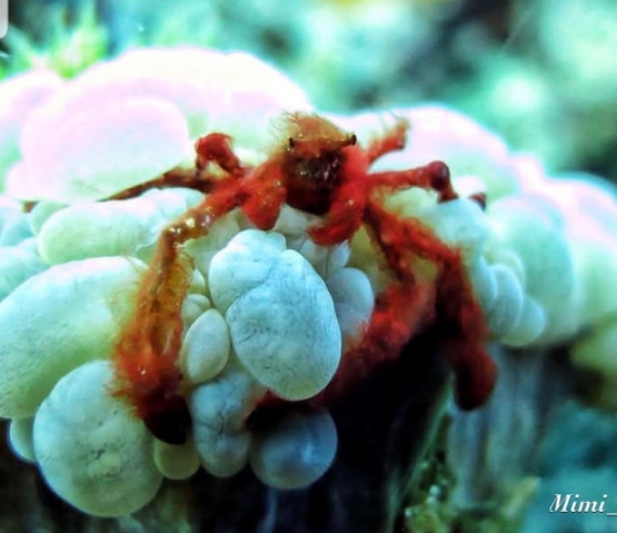 Orang Utan Crab - Salam dari Biota Laut Imut-imut Laha, Teluk Ambon
