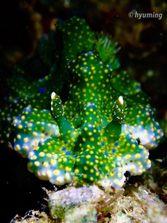 Miamira Sinuata Nudibranch - Salam dari Biota Laut Imut-imut Laha, Teluk Ambon