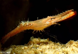 Donald Duck Shrimp - Salam dari Biota Laut Imut-imut Laha, Teluk Ambon