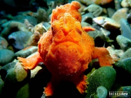 Frog Fish - Salam dari Biota Laut Imut-imut Laha, Teluk Ambon