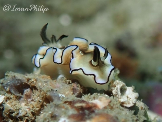 Doriprismatica Atromarginata Nudibranch - Salam dari Biota Laut Imut-imut Laha, Teluk Ambon