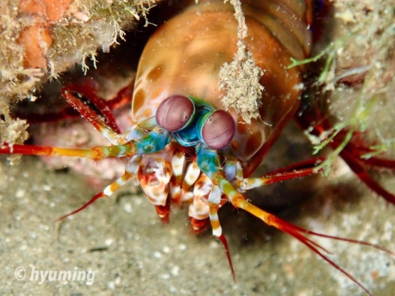 Mantis Shrimp - Salam dari Biota Laut Imut-imut Laha, Teluk Ambon