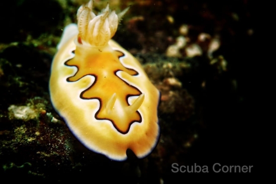 Goniobranchus Coi Nudibranch - Salam dari Biota Laut Imut-imut Laha, Teluk Ambon