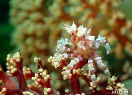 Candy Crab - Salam dari Biota Laut Imut-imut Laha, Teluk Ambon