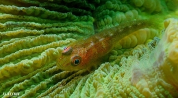 Goby Fish - Salam dari Biota Laut Imut-imut Laha, Teluk Ambon