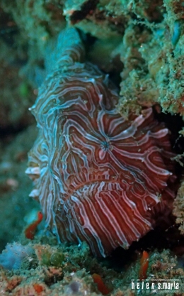 Ambon Frog Fish - Salam dari Biota Laut Imut-imut Laha, Teluk Ambon