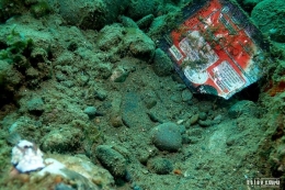 Goniobranchus Hintuanensis Nudibranch dan sampah plastik - Salam dari Biota Laut Imut-imut Laha, Teluk Ambon