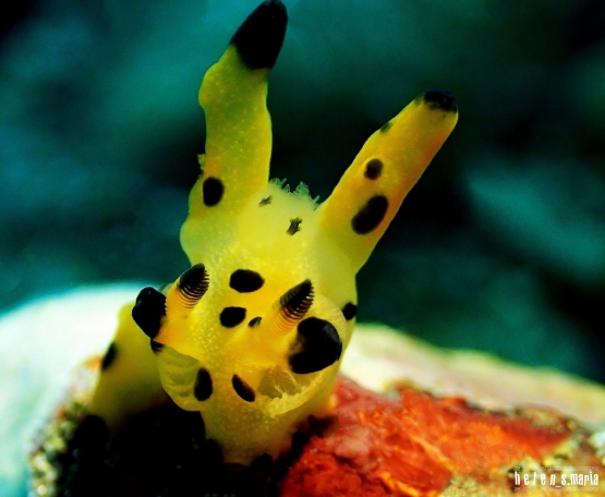 Pikachu Nudibranch - Salam dari Biota Laut Imut-imut Laha, Teluk Ambon