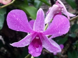 Dendrobium sp. Bunga dinhalaman depan rumah (dok. pribadi)