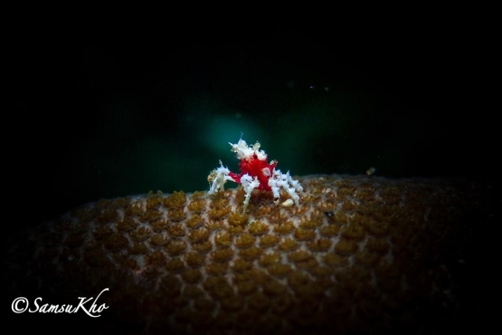 Candy Crab - Salam dari Biota Laut Imut-imut Laha, Teluk Ambon