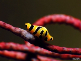 Tiger Cowrie - Salam dari Biota Laut Imut-imut Laha, Teluk Ambon