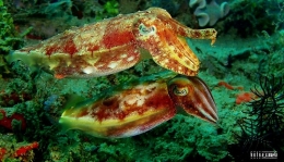 Sotong - Salam dari Biota Laut Imut-imut Laha, Teluk Ambon