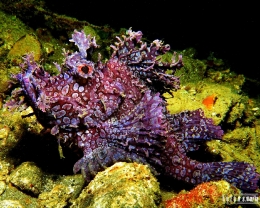 Weedy Scorpion Fish - Salam dari Biota Laut Imut-imut Laha, Teluk Ambon