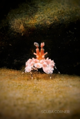 Harlequin Shrimp - Salam dari Biota Laut Imut-imut Laha, Teluk Ambon