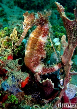 Kuda Laut - Salam dari Biota Laut Imut-imut Laha, Teluk Ambon