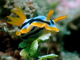 Chromodoris Magnifica Nudibranch - Salam dari Biota Laut Imut-imut Laha, Teluk Ambon