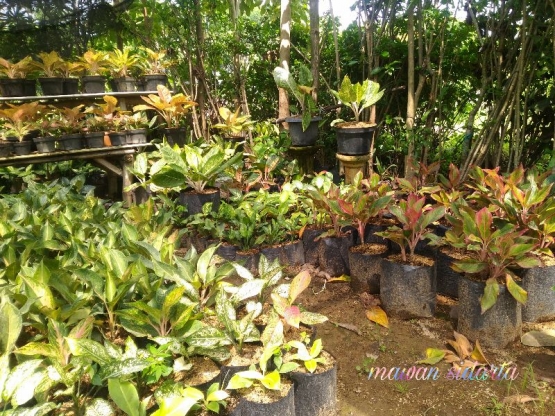 Ragam pohon mempercantik (dok.pri)