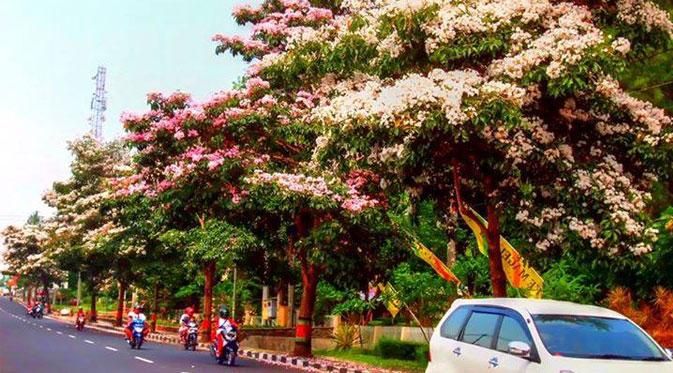 Ilustrasi bila ada tabebuya di pinggir jalan. Sumber: 1001 wisata.