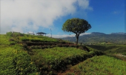 Puncak Malino penghasil green coffee. (foto: arsy tour)