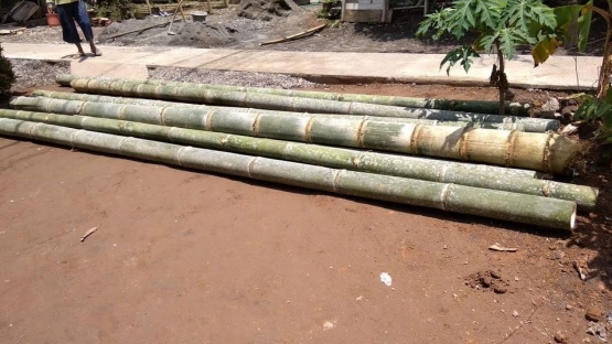 Batang bambu yang sudah dipotong sebagai tiang penyangga Rubuha (sumber:dok.pribadi)