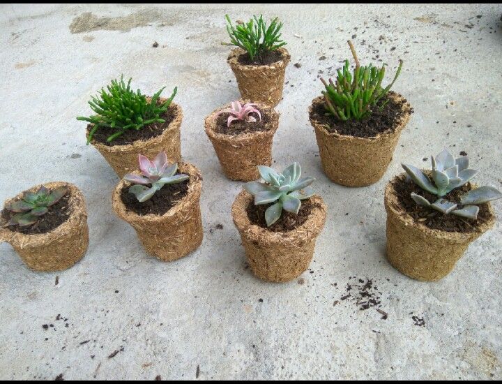 Pot jerami yang sudah ditanami berbagai tanaman kaktus (dokumen pribadi)