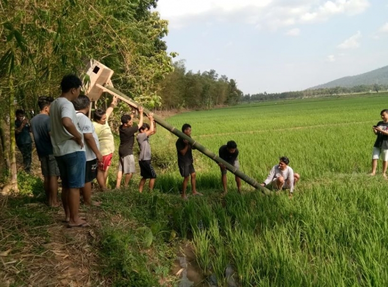 Proses pemasangan rumah burung hantu di sawah (sumber:dok.pribadi)