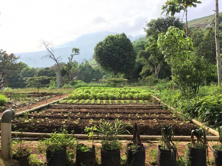 Lahan sayuran organik di Cijapati (pict: dok. Zahra Fadlillah Santoso)