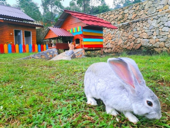 Taman Kelinci Umbul Sidomukti (Dok.Pribadi)