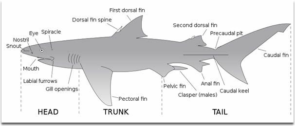 Gambar 2. Structural Features of Shark [Sumber: sharksinfo.com]