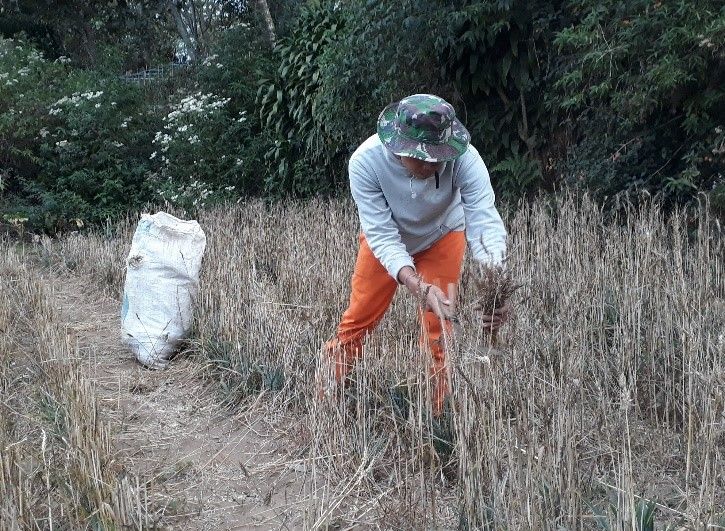 (Dokumentasi Pribadi) Proses pemanenan gandum