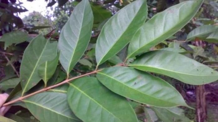 Daun Salam Yang Banyak Khasiatnya Halaman All Kompasiana Daun Salam Yang Banyak Khasiatnya Halaman All Kompasiana