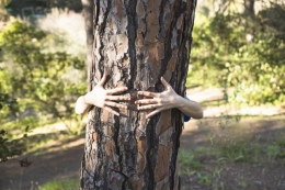 Sayangi pohon untuk bumi yang lebih baik (dok.freepik.com)