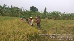 Babinsa Koramil 0832/07 Wonocolo membantu para petani melakukan panen padi seluas 1,5 hektar