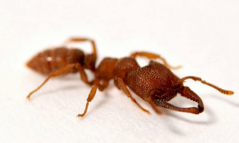 Semut Drakula makhluk tercepat di muka bumi. Sumber: Adrian Smith/SWNS.com  
