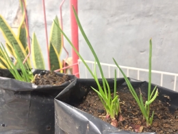 tanaman bawang merah (Allium cepa var. aggregatum) sebagai tanaman TOGA(Dok. Pribadi)