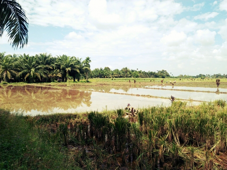 Sawah di Batu Minjah (dokpri) 