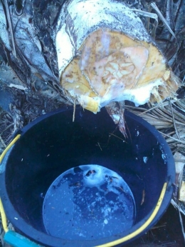 Gambar 2, Penampungan air nira yang keluar dari potongan umbut tanaman kelapa sawit yang sudah ditebang (Doc. FMT)