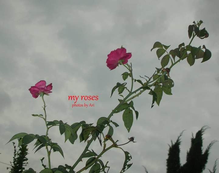 Mawar indah di depan rumah. Foto koleksi pribadi