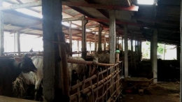 Peternakan sapi milik kelompok tani binaan PKBM (foto: dok pri)
